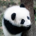 Pandalizum