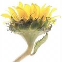 Flower.storm